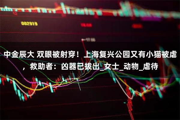 中金辰大 双眼被射穿！上海复兴公园又有小猫被虐，救助者：凶器已拔出_女士_动物_虐待