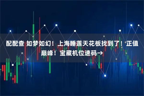 配配查 如梦如幻！上海睡莲天花板找到了！正值巅峰！宝藏机位速码→
